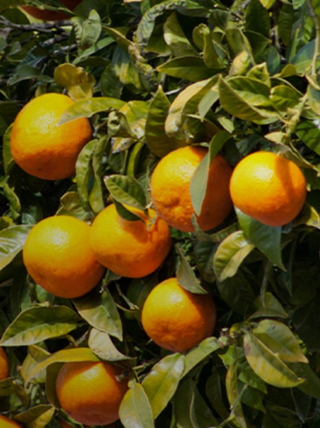 Citrus - UTEC