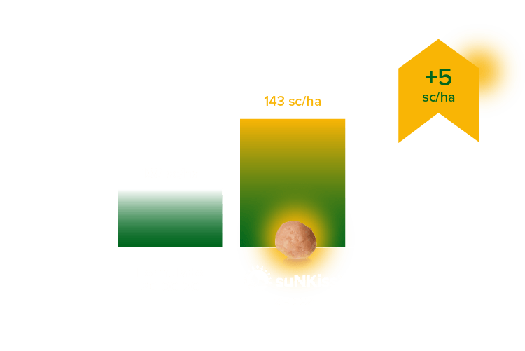 Resultados SuNKiss - DESKTOP 2