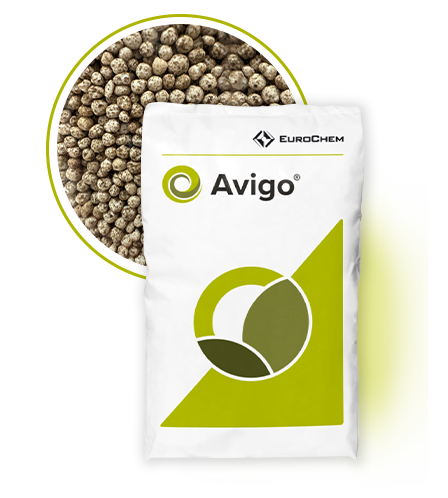 4062-25-avigo_mockup_v01